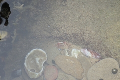Cyclograpsus punctatus