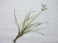 Cyperus rotundus