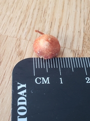 Hygrocybe calciphila