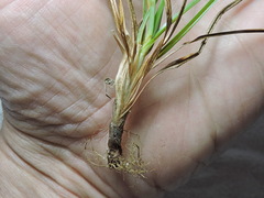 Cyperus rotundus