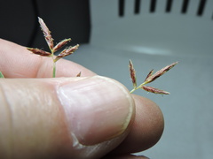 Cyperus rotundus
