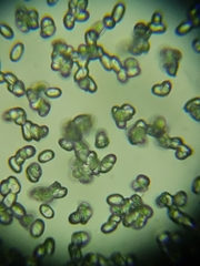 Hygrocybe calciphila