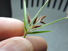 Cyperus rotundus