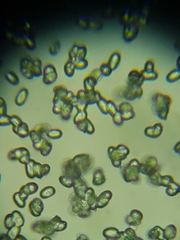 Hygrocybe calciphila