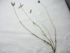 Dactyloctenium aegyptium