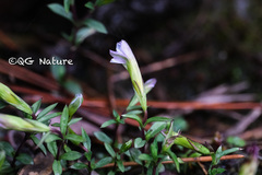 Gentiana delicata