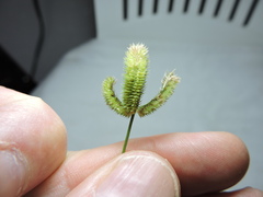 Dactyloctenium aegyptium