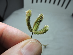 Dactyloctenium aegyptium