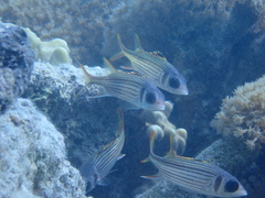 Neoniphon sammara