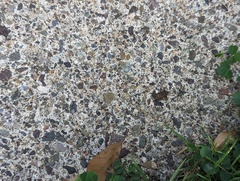 Eleutherodactylus planirostris