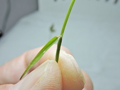 Dactyloctenium aegyptium