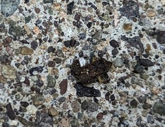 Eleutherodactylus planirostris