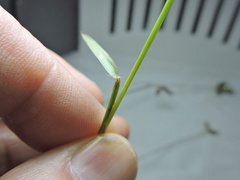 Dactyloctenium aegyptium