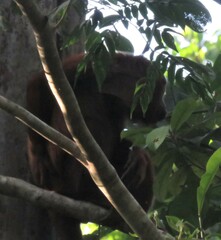 Alouatta seniculus