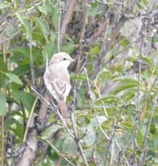 Lanius phoenicuroides