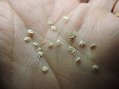 Dactyloctenium aegyptium