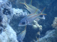 Neoniphon sammara