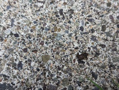 Eleutherodactylus planirostris