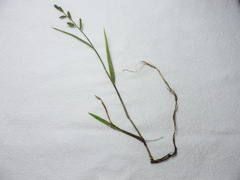 Echinochloa colona