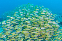 Lutjanus fulviflamma