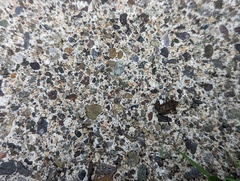 Eleutherodactylus planirostris