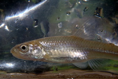 Notropis dorsalis