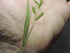 Echinochloa colona