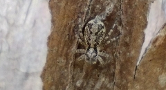 Saitis variegatus
