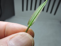 Echinochloa colona