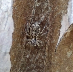 Saitis variegatus