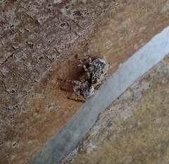 Saitis variegatus