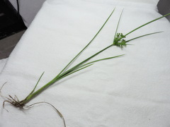 Cyperus virens