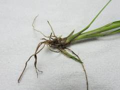 Cyperus virens