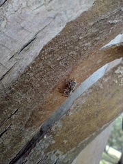 Saitis variegatus