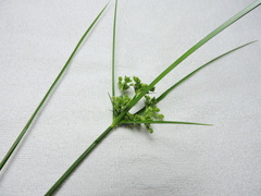 Cyperus virens