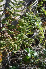 Athyrium yokoscense
