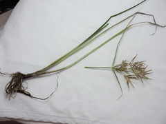 Cyperus esculentus