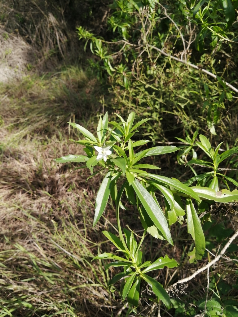 Capraria mexicana (Capraria mexicana)