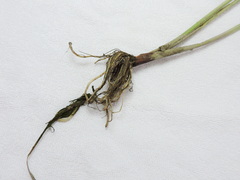 Cyperus esculentus