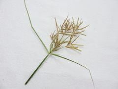 Cyperus esculentus
