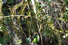 Athyrium yokoscense