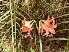 Hippeastrum stylosum