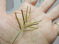 Cyperus esculentus
