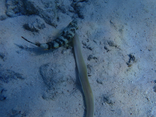 Geometric Moray — seen at this dive site