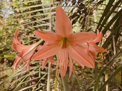 Hippeastrum stylosum