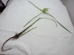 Cyperus odoratus
