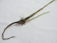 Cyperus odoratus