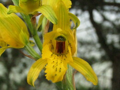 Chloraea gavilu