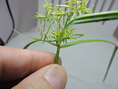 Cyperus odoratus