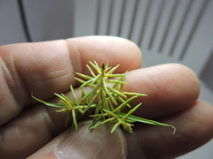 Cyperus odoratus